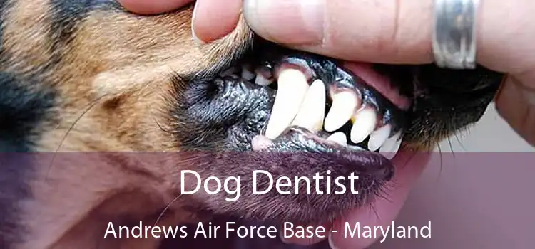 Dog Dentist Andrews Air Force Base - Maryland