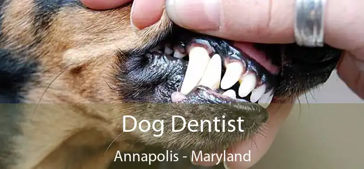 Dog Dentist Annapolis - Maryland