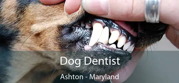 Dog Dentist Ashton - Maryland