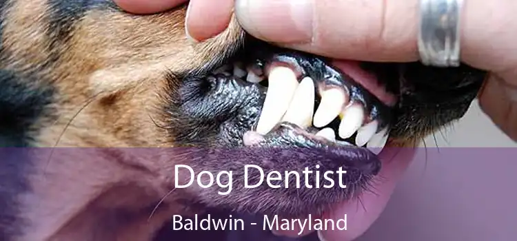 Dog Dentist Baldwin - Maryland