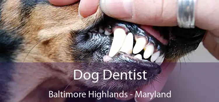 Dog Dentist Baltimore Highlands - Maryland