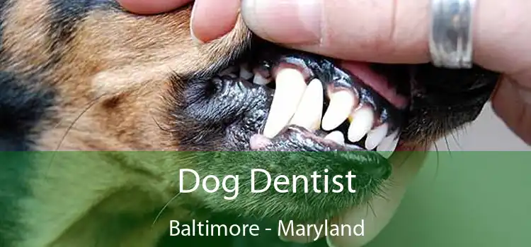 Dog Dentist Baltimore - Maryland