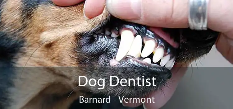 Dog Dentist Barnard - Vermont