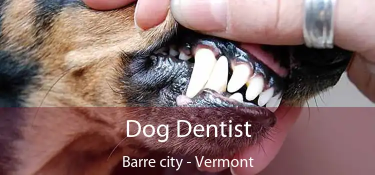 Dog Dentist Barre city - Vermont