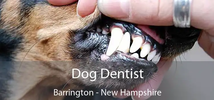 Dog Dentist Barrington - New Hampshire