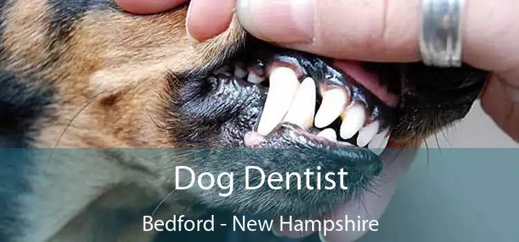 Dog Dentist Bedford - New Hampshire