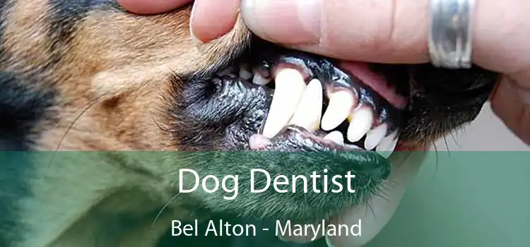 Dog Dentist Bel Alton - Maryland