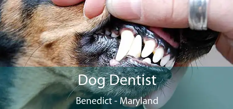 Dog Dentist Benedict - Maryland