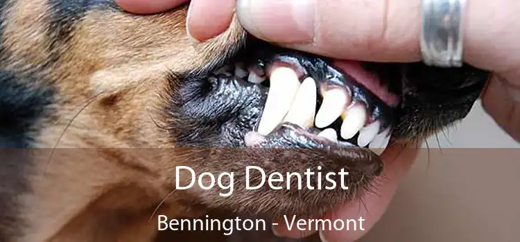 Dog Dentist Bennington - Vermont