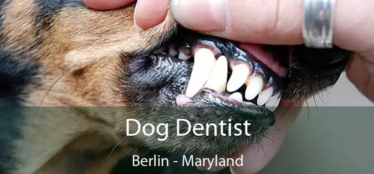 Dog Dentist Berlin - Maryland