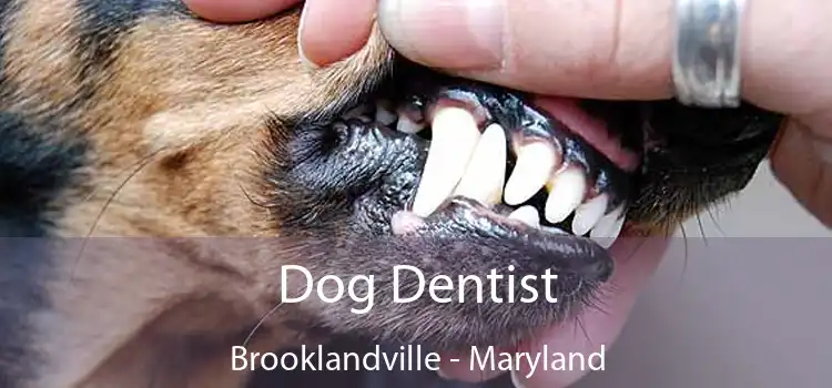 Dog Dentist Brooklandville - Maryland