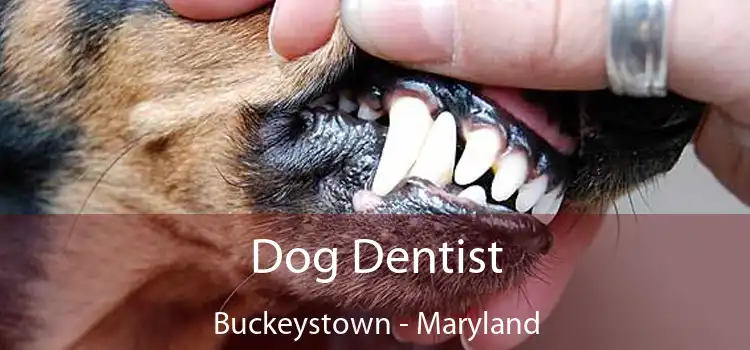 Dog Dentist Buckeystown - Maryland