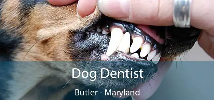 Dog Dentist Butler - Maryland