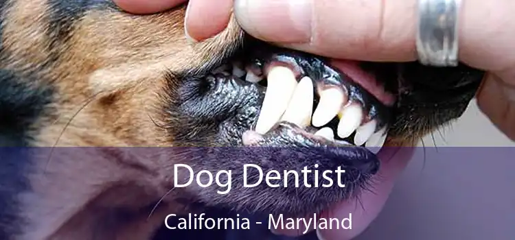 Dog Dentist California - Maryland