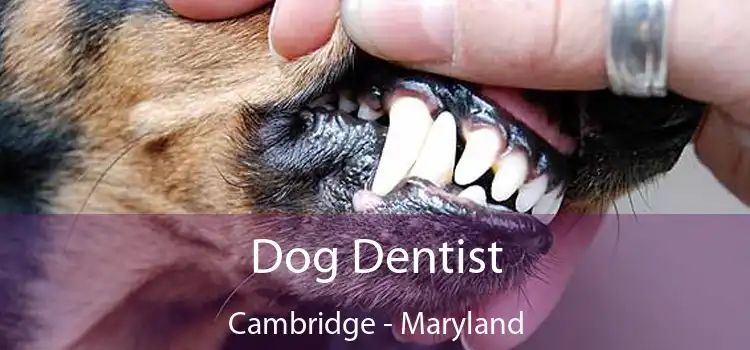 Dog Dentist Cambridge - Maryland