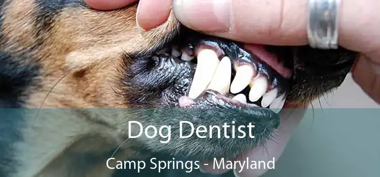 Dog Dentist Camp Springs - Maryland