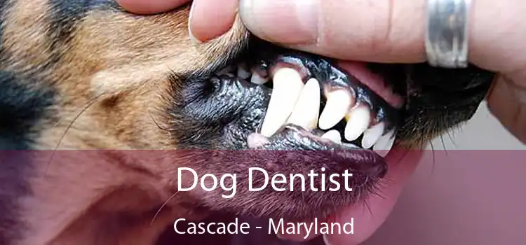 Dog Dentist Cascade - Maryland