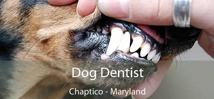 Dog Dentist Chaptico - Maryland