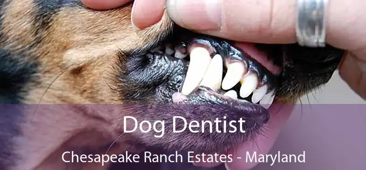 Dog Dentist Chesapeake Ranch Estates - Maryland