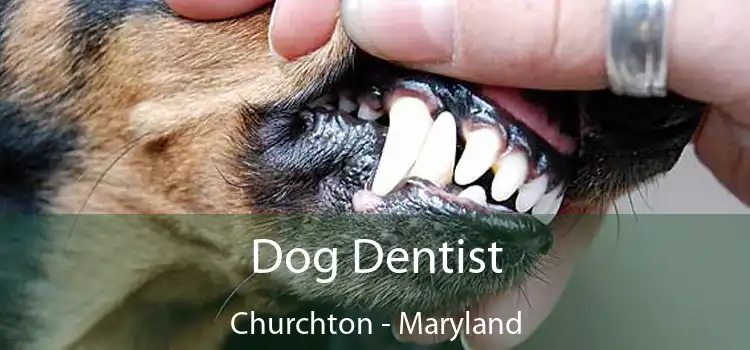 Dog Dentist Churchton - Maryland