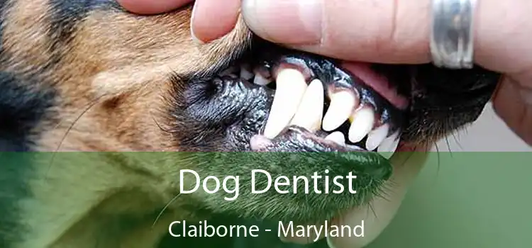 Dog Dentist Claiborne - Maryland