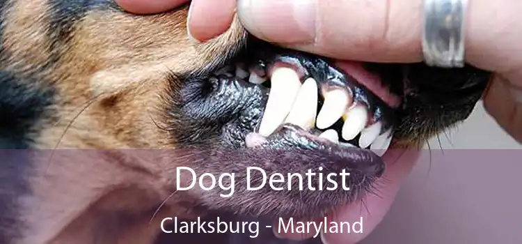 Dog Dentist Clarksburg - Maryland