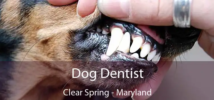 Dog Dentist Clear Spring - Maryland