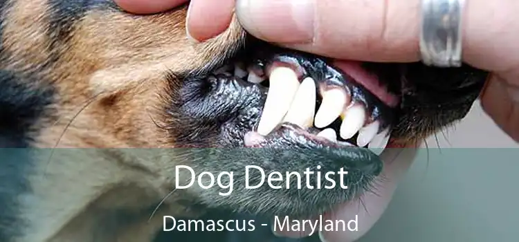 Dog Dentist Damascus - Maryland