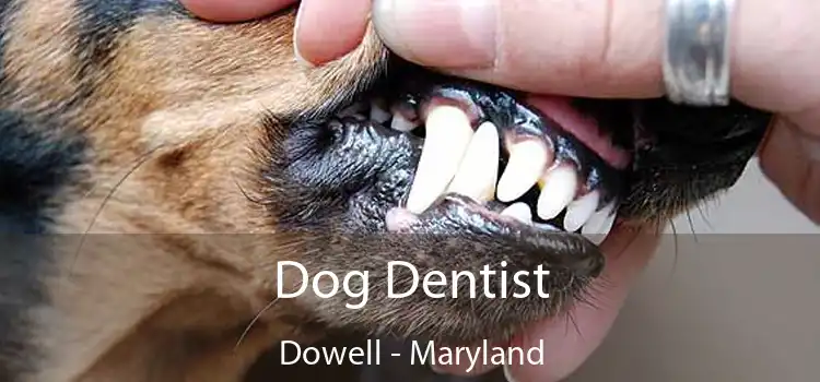 Dog Dentist Dowell - Maryland