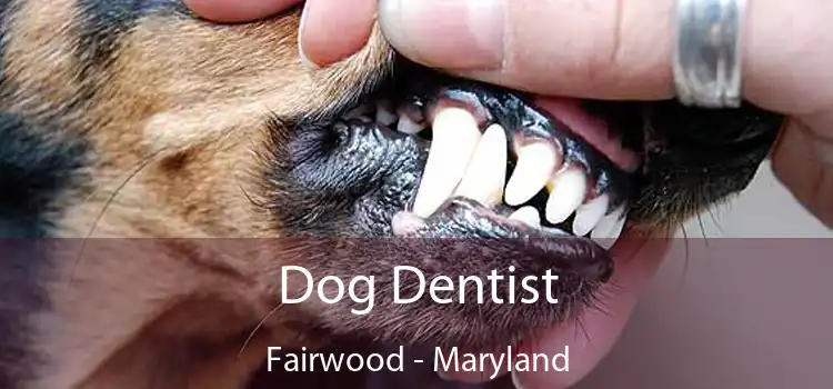 Dog Dentist Fairwood - Maryland