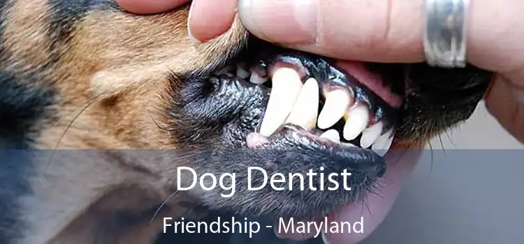 Dog Dentist Friendship - Maryland