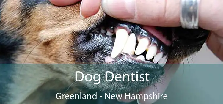 Dog Dentist Greenland - New Hampshire