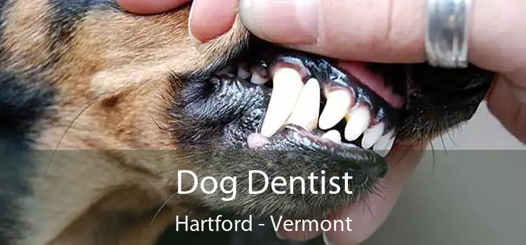 Dog Dentist Hartford - Vermont