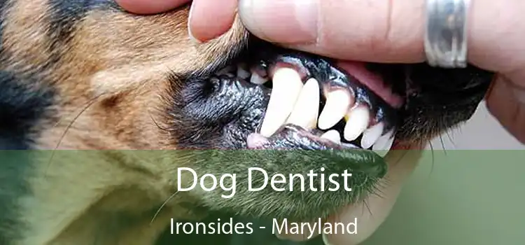 Dog Dentist Ironsides - Maryland