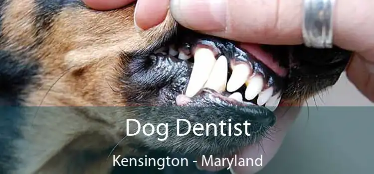 Dog Dentist Kensington - Maryland