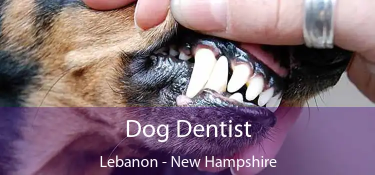 Dog Dentist Lebanon - New Hampshire