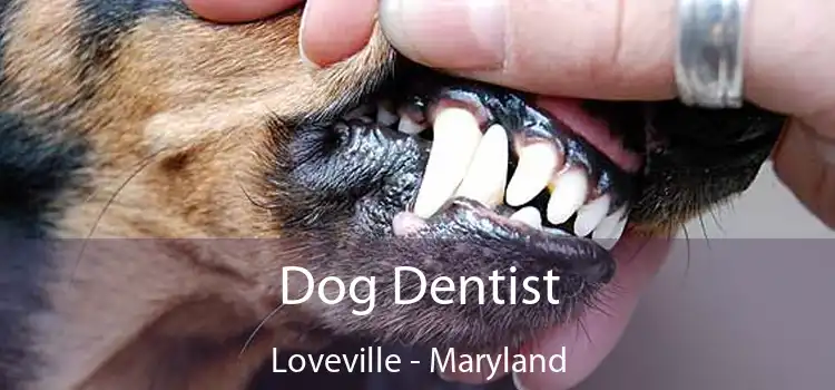 Dog Dentist Loveville - Maryland