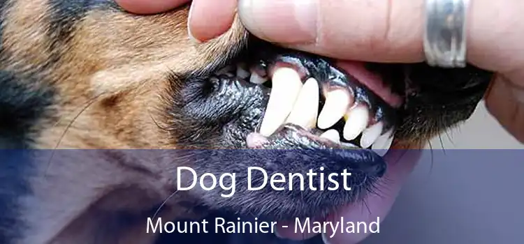 Dog Dentist Mount Rainier - Maryland