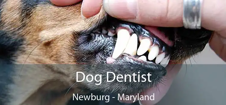 Dog Dentist Newburg - Maryland