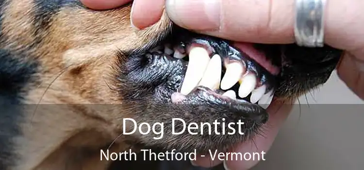 Dog Dentist North Thetford - Vermont