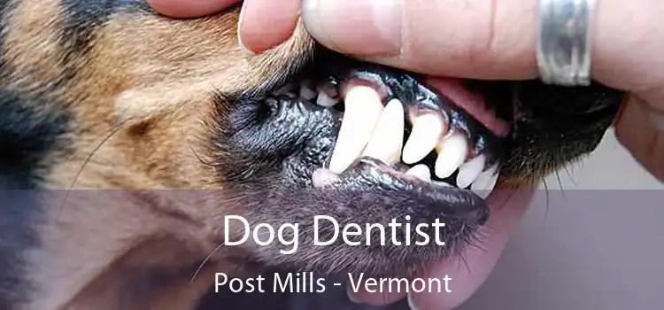 Dog Dentist Post Mills - Vermont