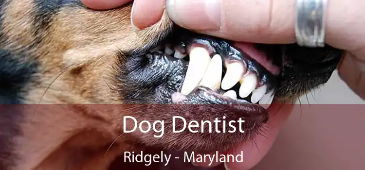 Dog Dentist Ridgely - Maryland