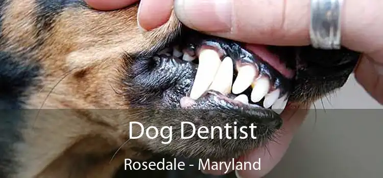 Dog Dentist Rosedale - Maryland