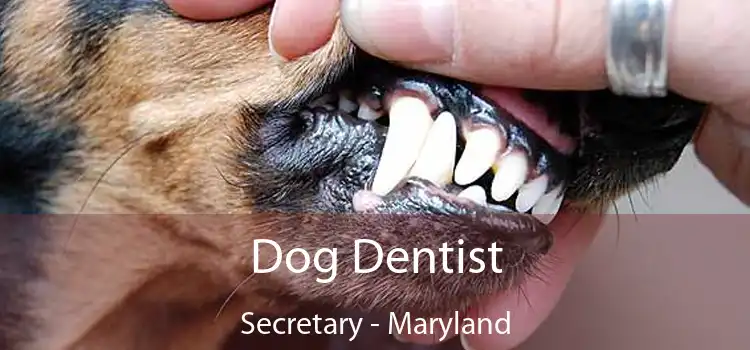 Dog Dentist Secretary - Maryland