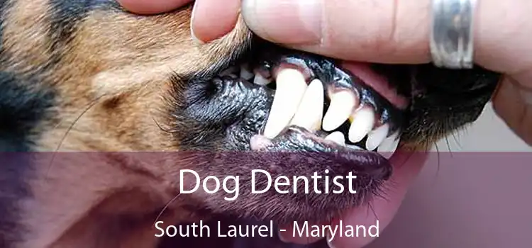 Dog Dentist South Laurel - Maryland