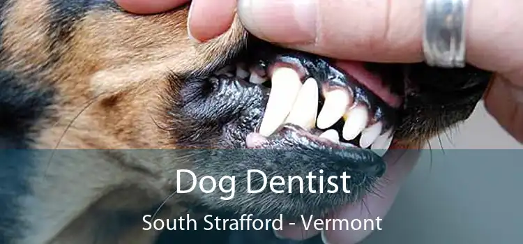 Dog Dentist South Strafford - Vermont