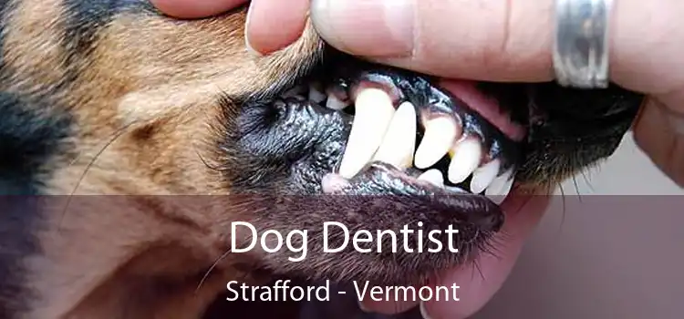 Dog Dentist Strafford - Vermont