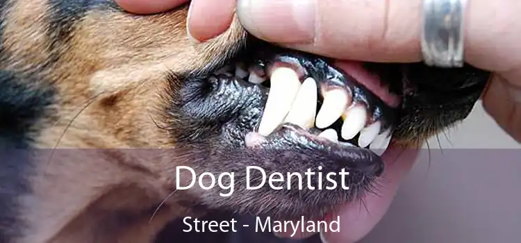 Dog Dentist Street - Maryland