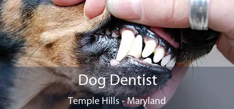 Dog Dentist Temple Hills - Maryland