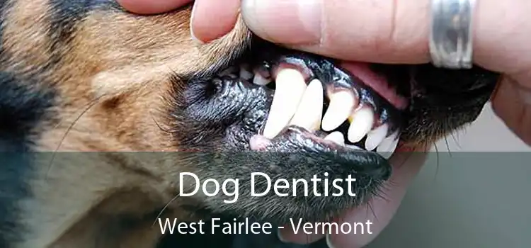 Dog Dentist West Fairlee - Vermont